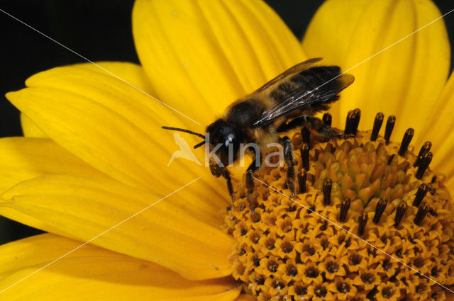 Behangersbij sp. (Megachile spec)