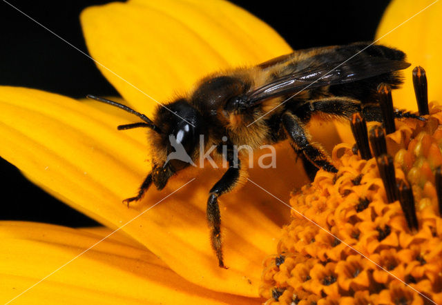 Behangersbij sp. (Megachile spec)