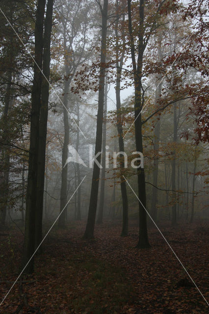 Beech (Fagus sylvatica)