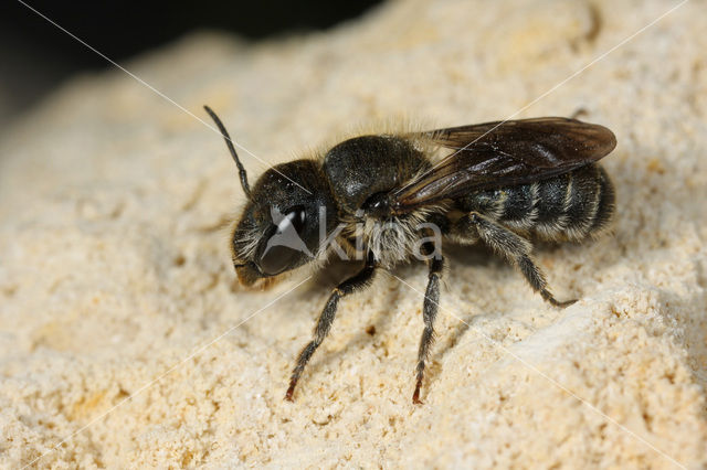 Blauwe metselbij (Osmia caerulescens)