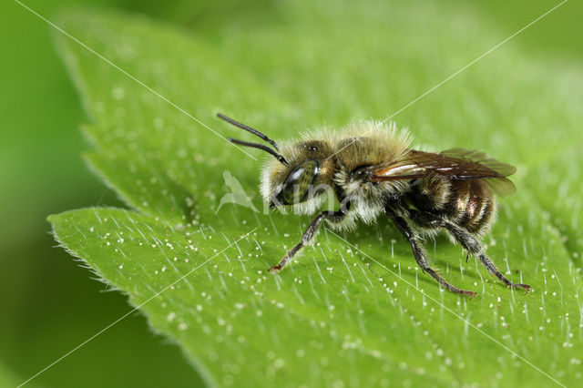 Blauwe metselbij (Osmia caerulescens)