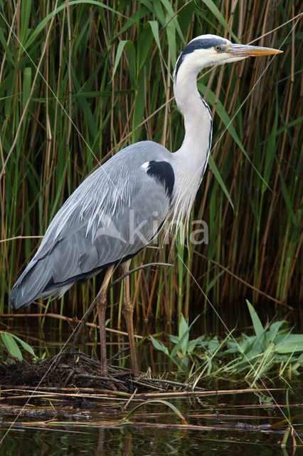 Blauwe Reiger (Ardea cinerea)