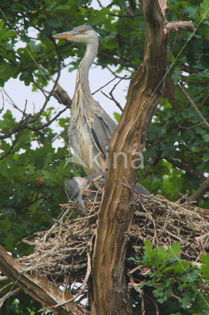 Blauwe Reiger (Ardea cinerea)