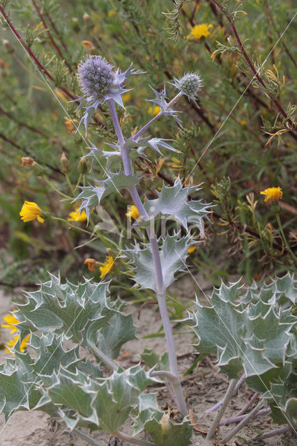 Blauwe zeedistel (Eryngium maritimum)