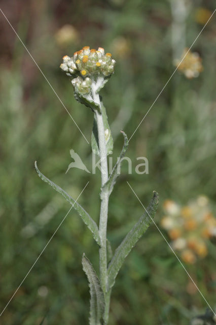 Bleekgele droogbloem (Gnaphalium luteo-album)