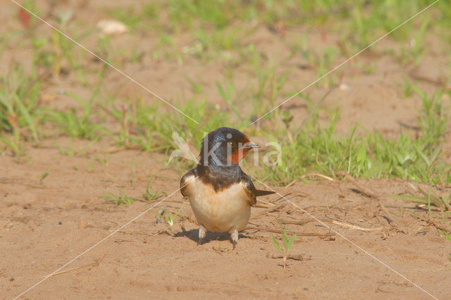 Boerenzwaluw (Hirundo rustica)