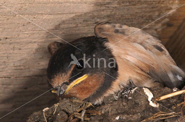 Boerenzwaluw (Hirundo rustica)