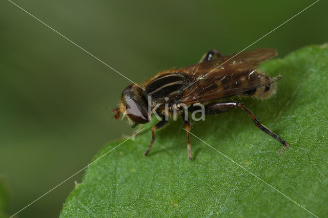 Bokserwaterzwever (Anasimyia interpuncta)