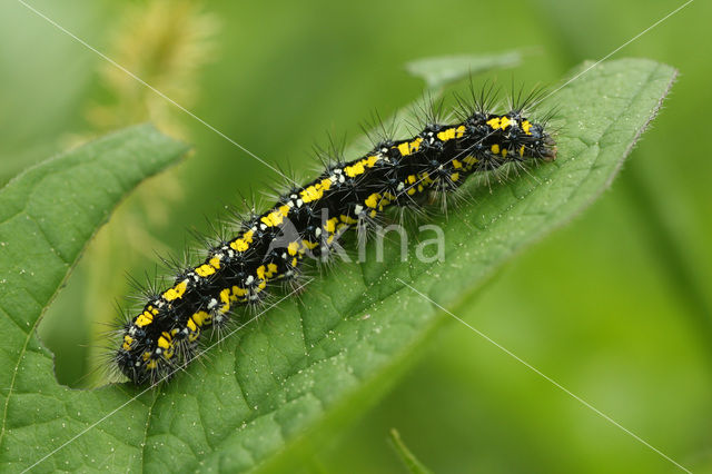 Bonte beer (Callimorpha dominula)