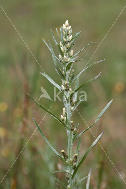 Bosdroogbloem (Gnaphalium sylvaticum)