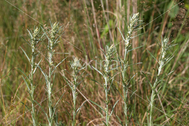 Bosdroogbloem (Gnaphalium sylvaticum)