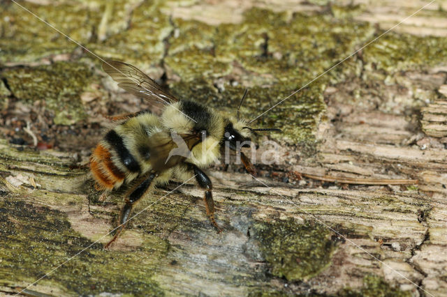 Boshommel (Bombus sylvarum)