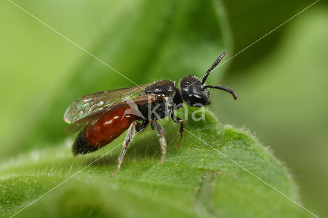 Brede Dwergbloedbij (Sphecodes crassus)