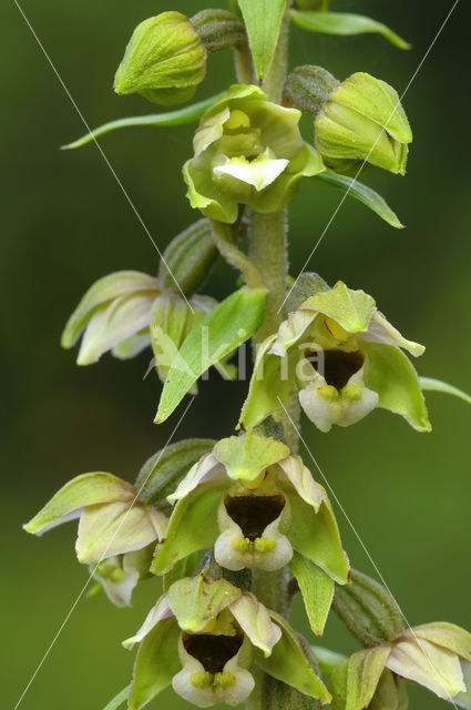 Brede wespenorchis (Epipactis helleborine)