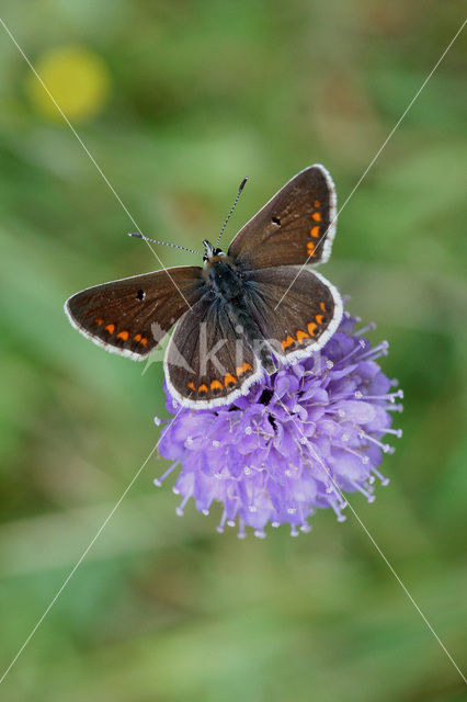 Bruin blauwtje (Aricia agestis)