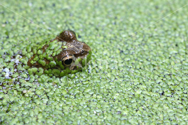 Bruine kikker (Rana temporaria)