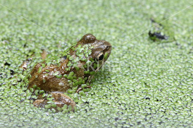 Bruine kikker (Rana temporaria)