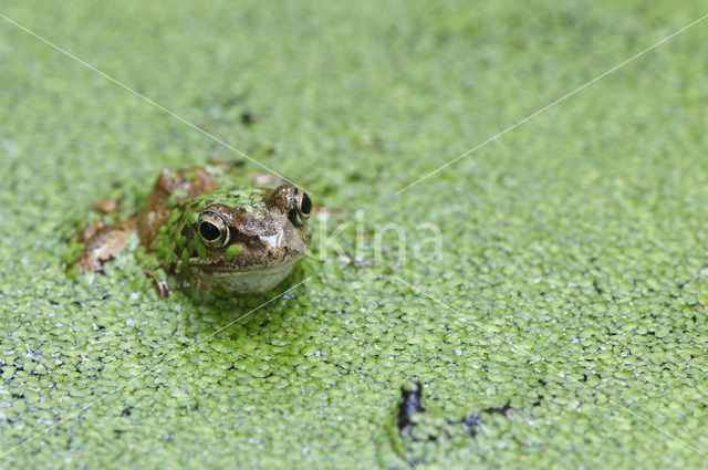 Bruine kikker (Rana temporaria)