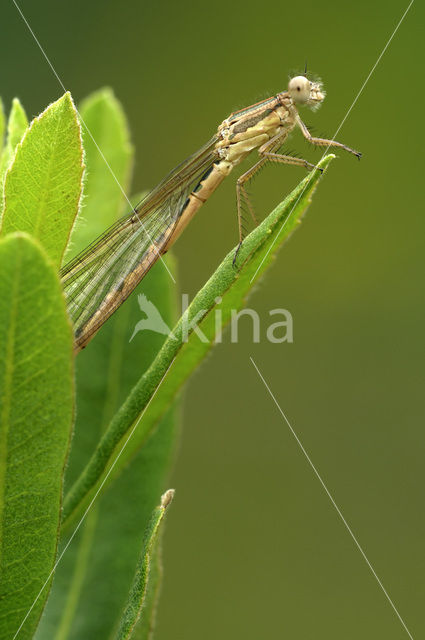 Bruine winterjuffer (Sympecma fusca)