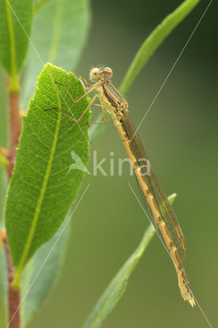 Bruine winterjuffer (Sympecma fusca)