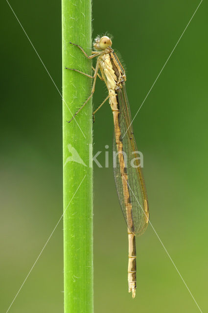 Bruine winterjuffer (Sympecma fusca)