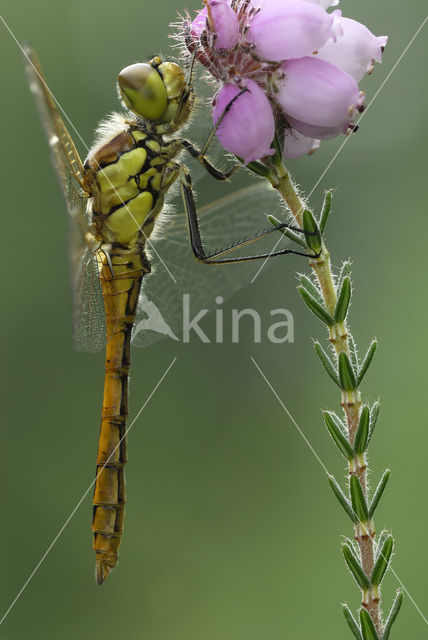 Bruinrode heidelibel (Sympetrum striolatum)