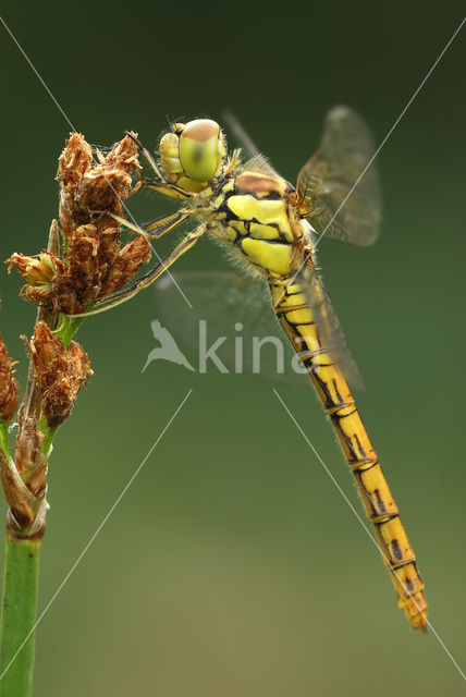 Bruinrode heidelibel (Sympetrum striolatum)