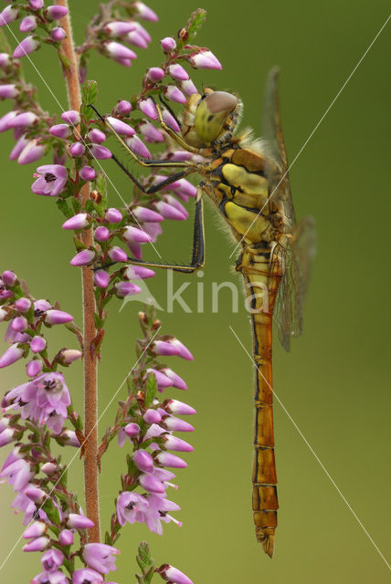 Bruinrode heidelibel (Sympetrum striolatum)