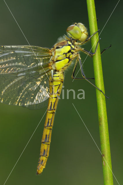 Bruinrode heidelibel (Sympetrum striolatum)