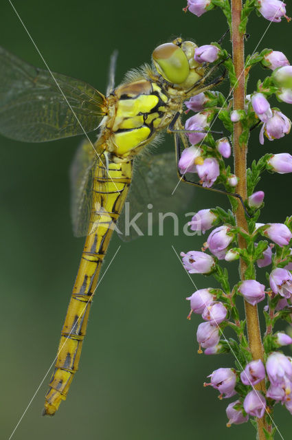 Bruinrode heidelibel (Sympetrum striolatum)