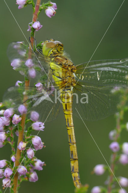 Bruinrode heidelibel (Sympetrum striolatum)