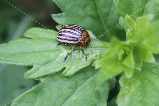 Colorado potato beetle (Leptinotarsa decemlineata)