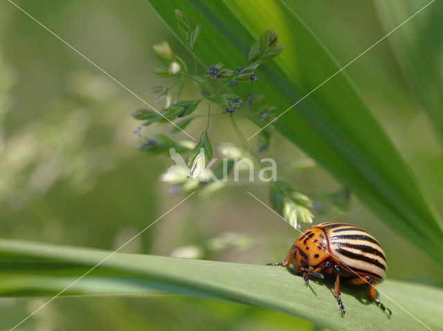 Coloradokever (Leptinotarsa decemlineata)