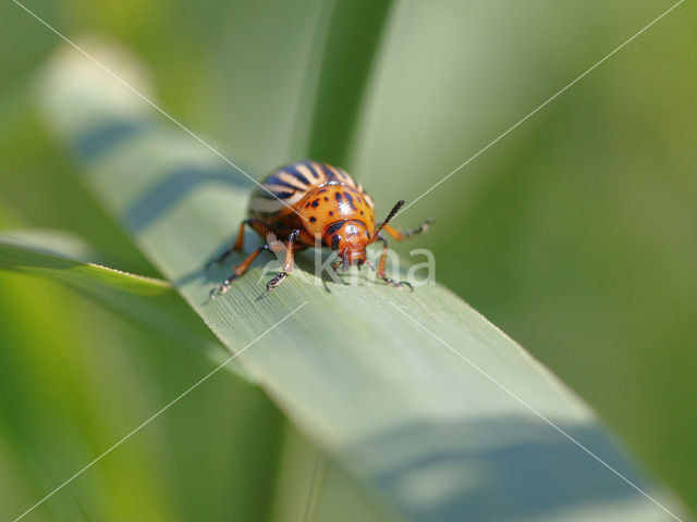 Coloradokever (Leptinotarsa decemlineata)