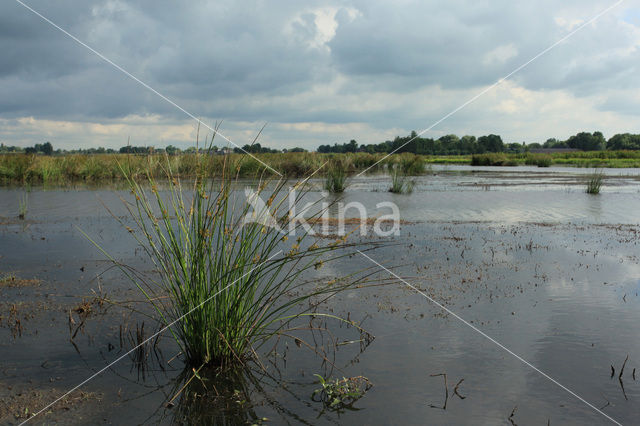 De Groene Jonker