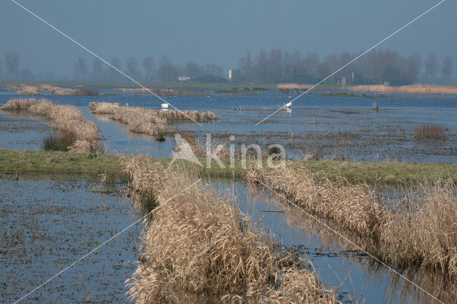 De Groene Jonker