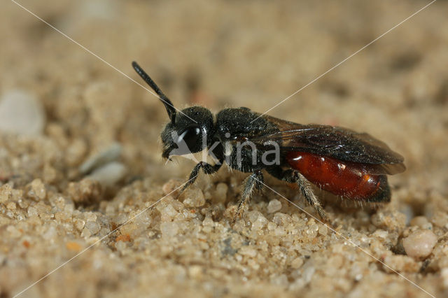 Dikkopbloedbij (Sphecodes monilicornis)