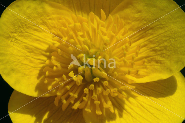 Dotterbloem (Caltha palustris)