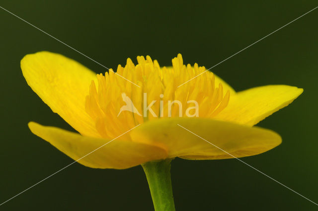 Dotterbloem (Caltha palustris)