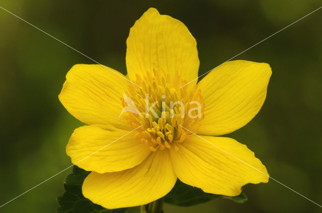 Dotterbloem (Caltha palustris)