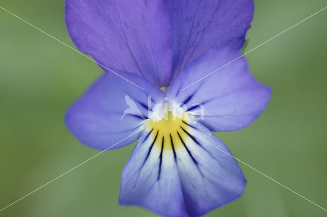 Wild Pansy (Viola tricolor)