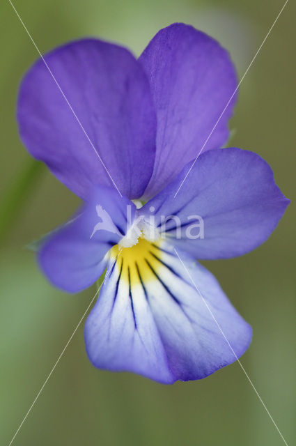 Driekleurig viooltje (Viola tricolor)