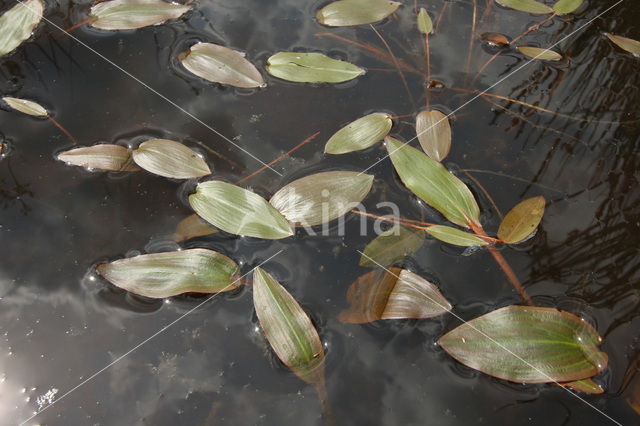 Duizendknoopfonteinkruid (Potamogeton polygonifolius)