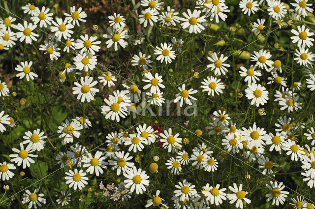 Echte kamille (Matricaria recutita)