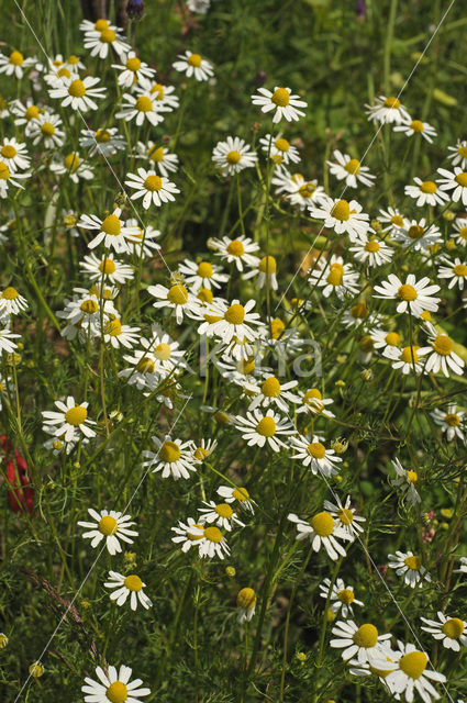 Echte kamille (Matricaria recutita)