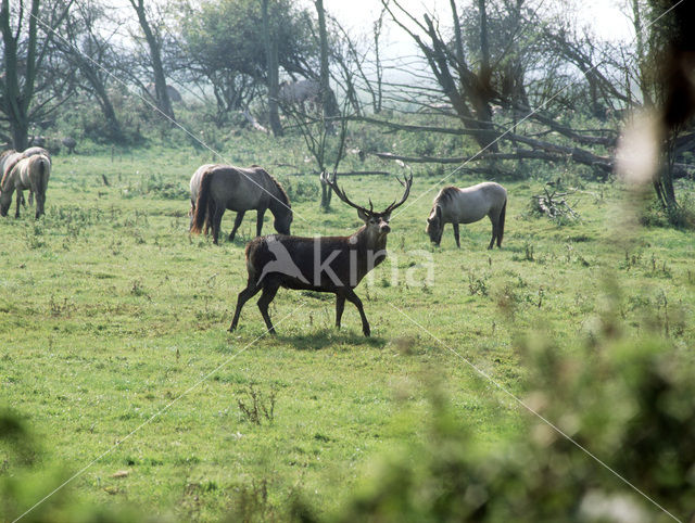 Edelhert (Cervus elaphus)