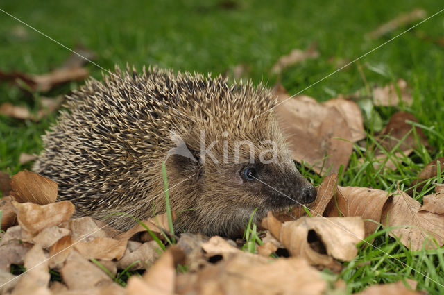 Egel (Erinaceus europaeus)