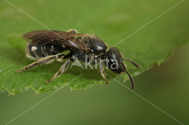 Fijngestippelde groefbij (Lasioglossum punctatissimum)