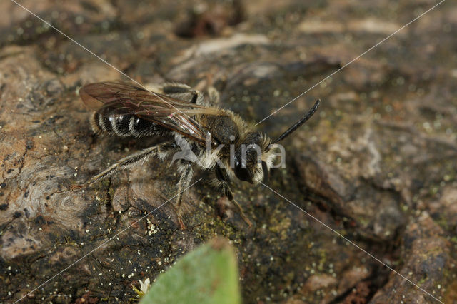 Fluitenkruidbij (Andrena proxima)