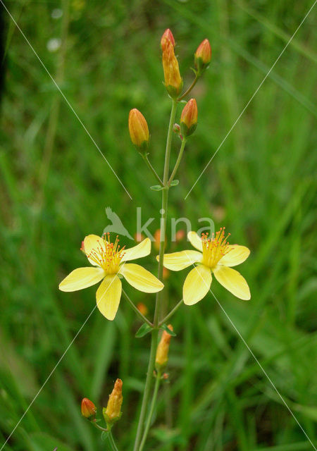 Fraai hertshooi (Hypericum pulchrum)